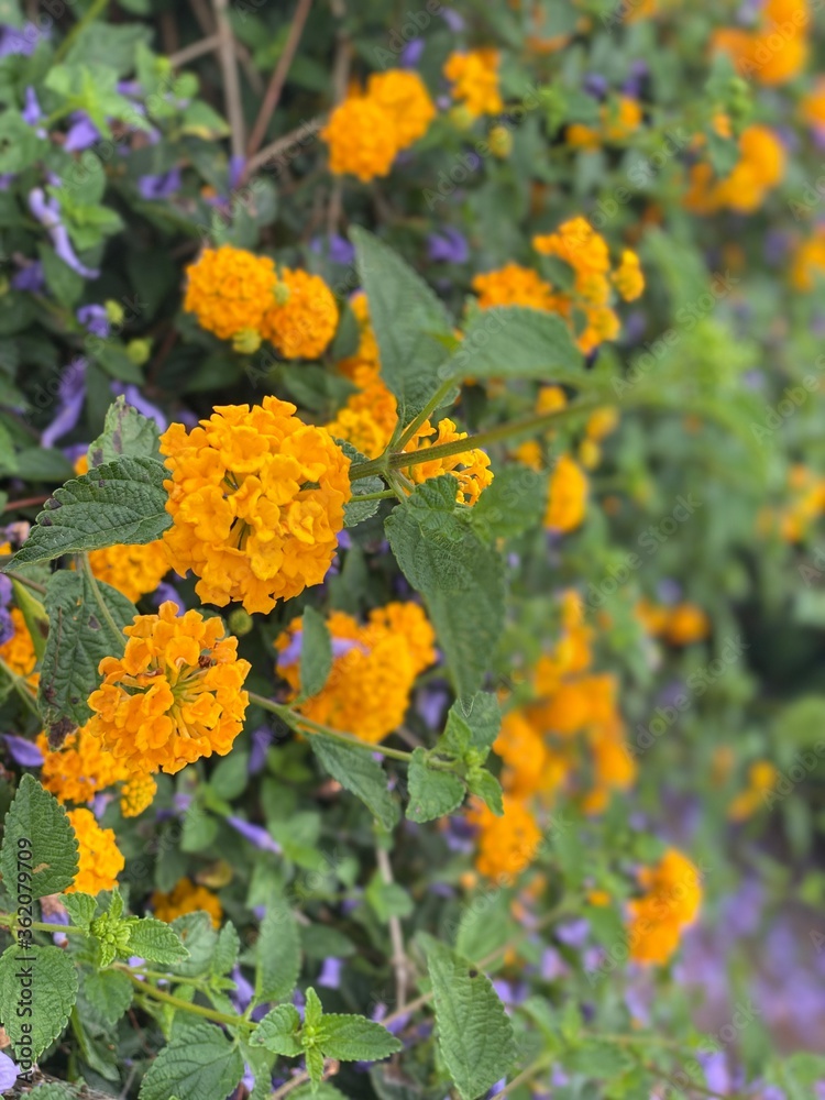 Obraz premium Purple and yellow flowers on a warm day 