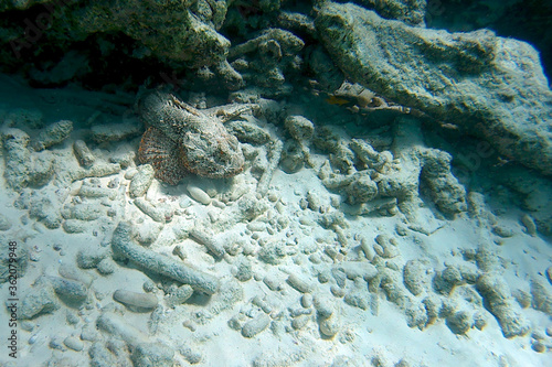 Under water picture of a poisonous stonefish in the Caribbean Ocean of Bonaire. A scary looking fish looking like a rock photo