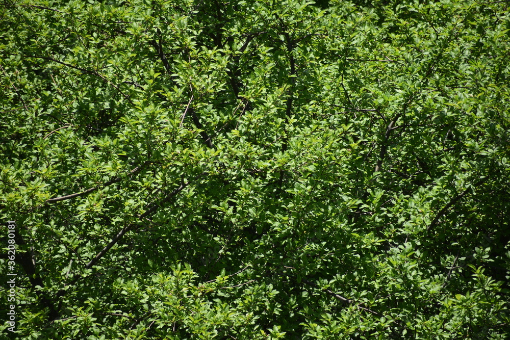 Green leafy background