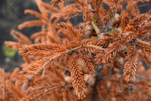 Burnt Spruce Tree