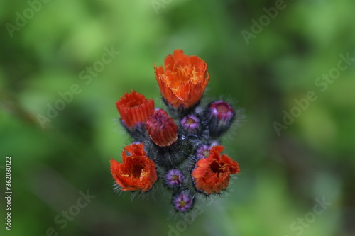 Orange Hawkweed (Hieracium aurantiacum)