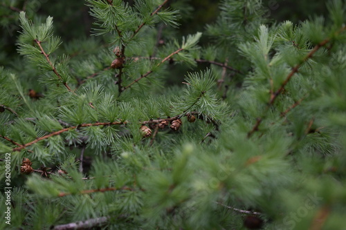 Tamarack Branches