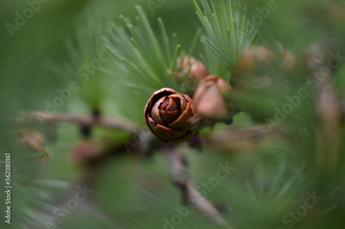 Cone from a tamarack (Larix laricina)