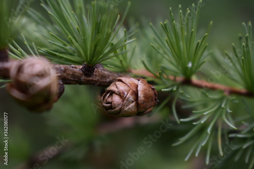 Cone on a Tamarack Tree