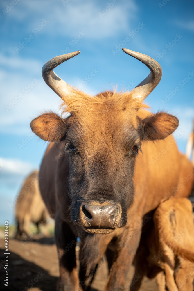 A mongolian cow feeding its baby in the summer pasture. A mongolian cow feeding its baby in the summer pasture.