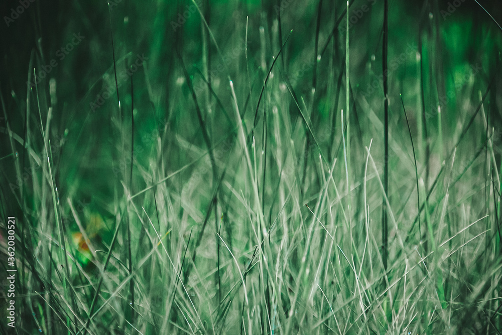 green grass background green grass background