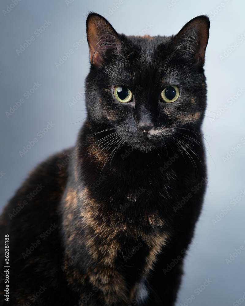 Portrait of a black red cat on plain grey background. Green eyes and some red hairs.