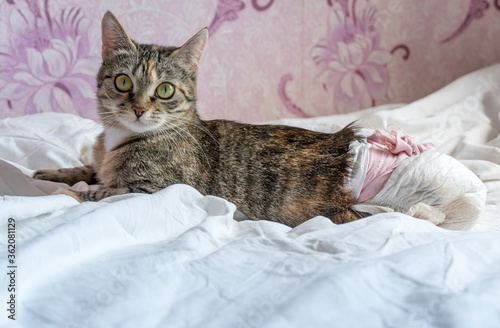 beautiful disabled cat with big green eyes in a disposable diaper is lying on a white sheet on the bed. Cat with paralyzed hind legs.