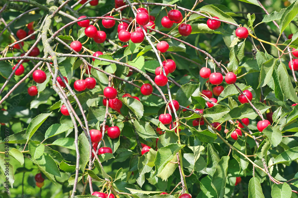 a twig of tree with ripening red cherries