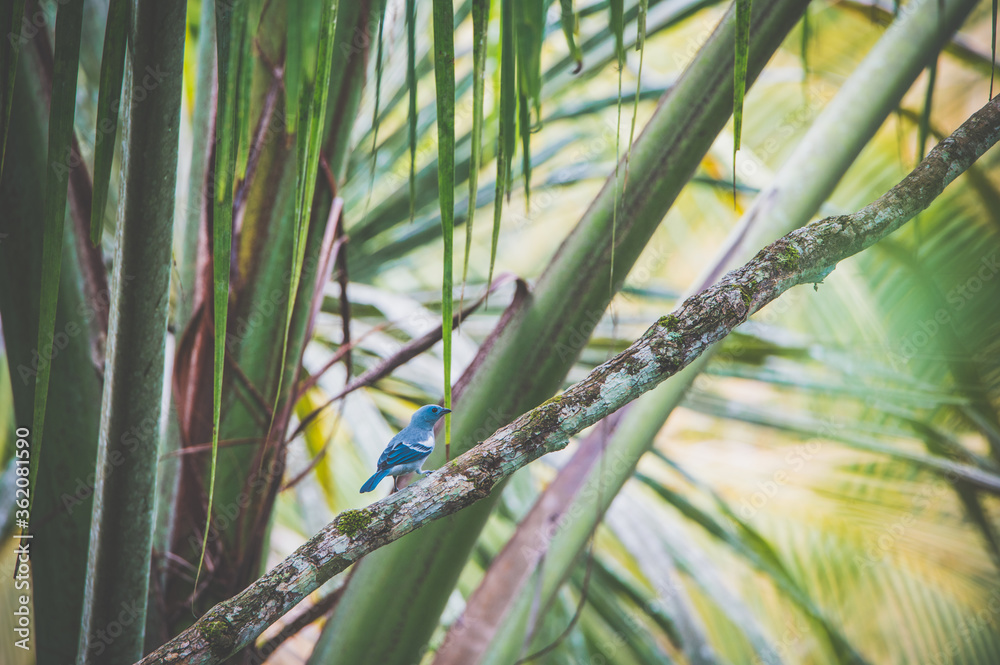 Oiseau Bleu (Tangana) Oiseau Bleu (Tangana)