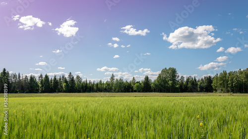 Swedish countryside with growing grain and white summer clouds in the sky