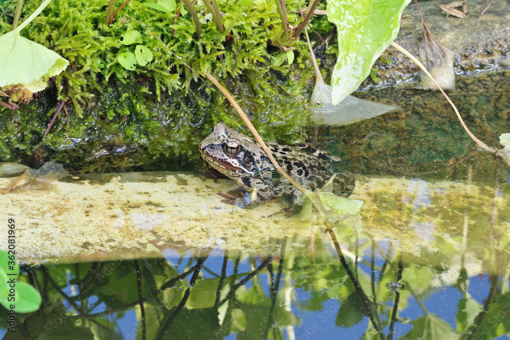 The toad frog basks in the sun on the shore in the water against the background of lush green vegetation The toad frog basks in the sun on the shore in the water against the background of lush green vegetation