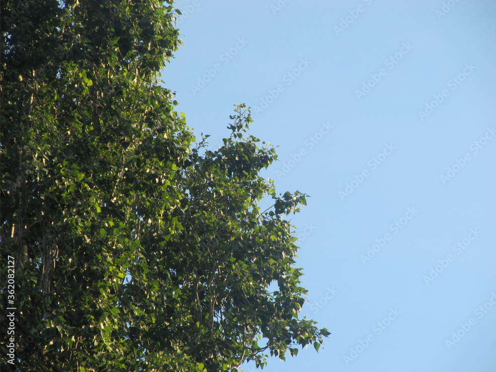 tree in the sky