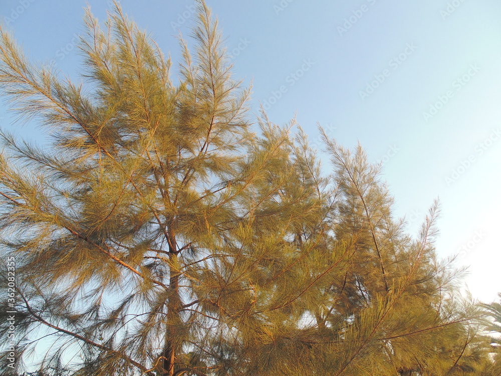 Fototapeta premium naturaleza