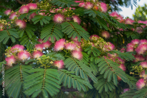 Flowers of Albizia julibrissin close-up. In summer, Albizia julibrissin blooms with fluffy bright pink flowers. Albizia is a species of tree in the genus Albizia of the Legume family (Fabaceae).