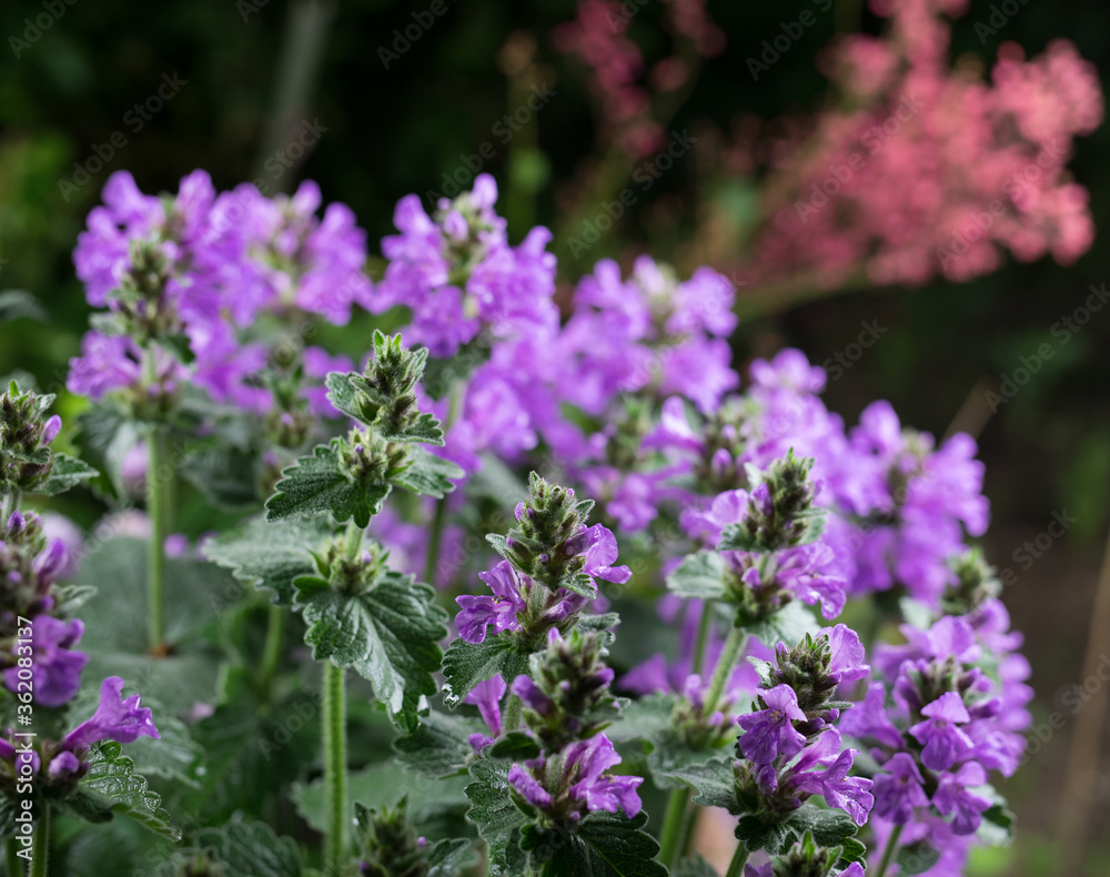 Fototapeta premium Beautiful summer garden flowers close-up.