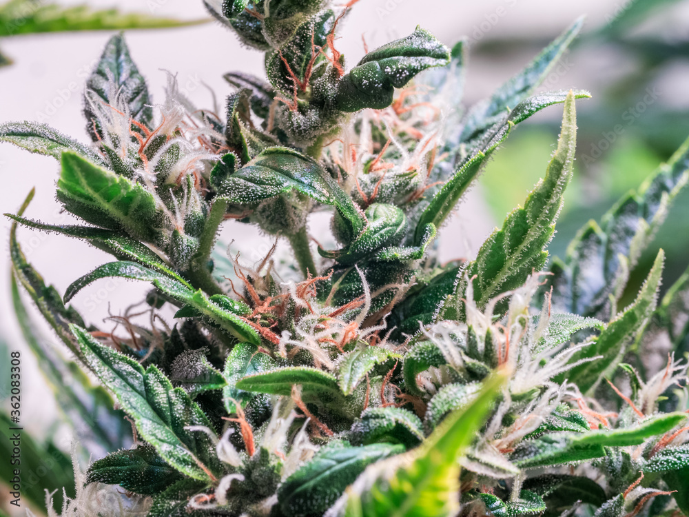 Obraz premium Close up shot of a cannabis plant blossom
