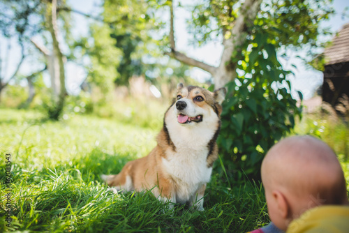 Little baby girl playing in the garden with dogs  trying to touch a happy and relaxed welsh corgi pembroke dog 
