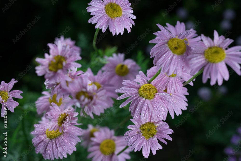 Obraz premium Beautiful summer garden flowers close-up.
