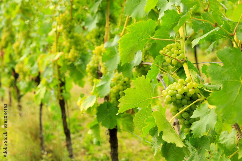 Close-up white grapes from Vineyard, Germany