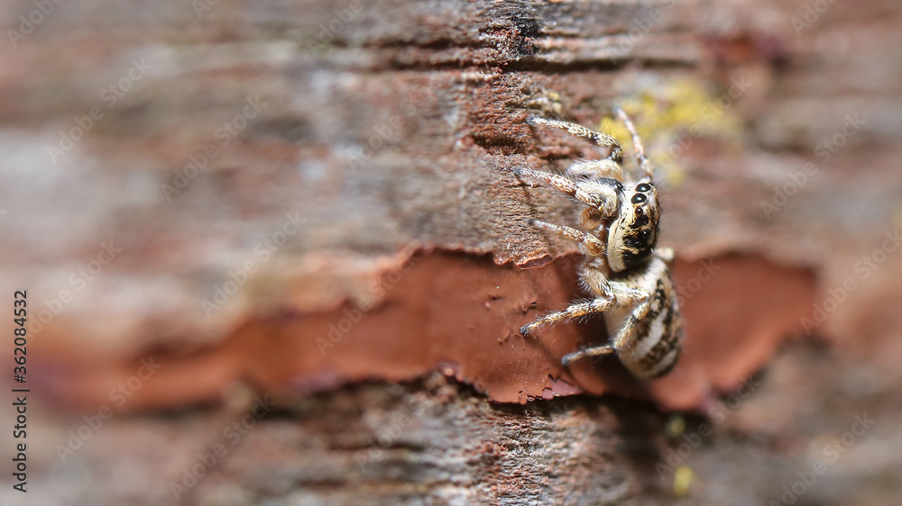 Obraz premium Araña saltarina