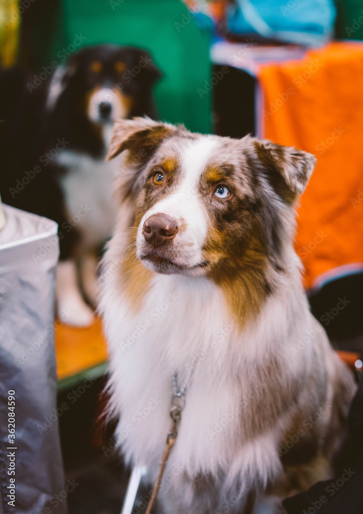Australian Shepherd at Crufts Dog Show Australian Shepherd at Crufts Dog Show