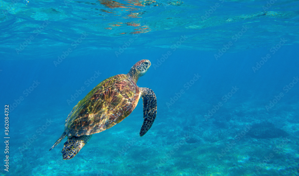 Fototapeta premium Sea turtle in blue seawater swim to water surface. Endangered animal underwater photo