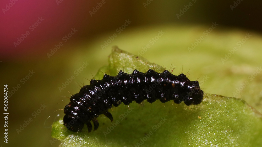 Naklejka premium Detalle de oruga sobre lechuga
