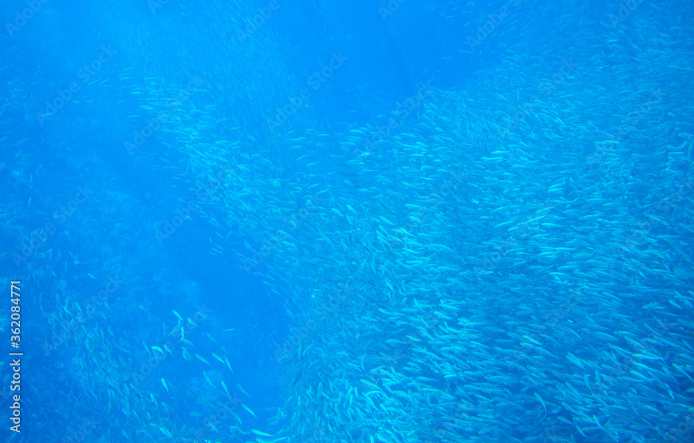 Huge sardine colony in sunbeam swim in blue ocean. Sea fish underwater photo. Pelagic fish school in seawater