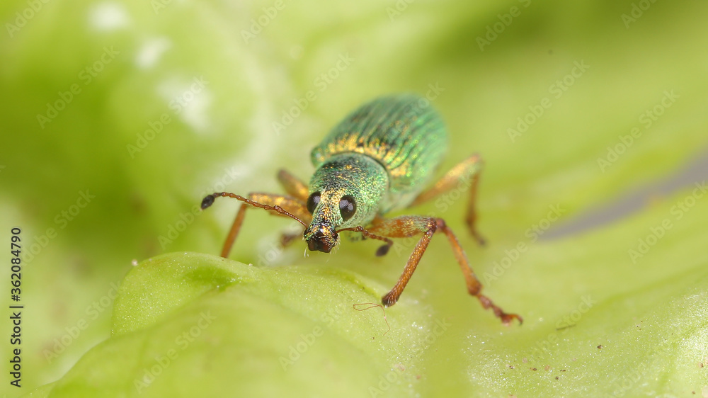 Fototapeta premium Escarabajo Phyllobius sobre hoja árbol