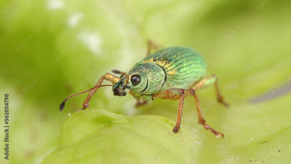 Fototapeta premium Escarabajo Phyllobius sobre hoja árbol