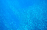 Huge sardine colony in sunbeam swim in blue ocean. Sea fish underwater photo. Pelagic fish school in seawater