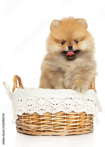 Pomeranian Spitz in wicker basket