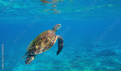 Sea turtle in blue seawater swim to water surface. Endangered animal underwater photo