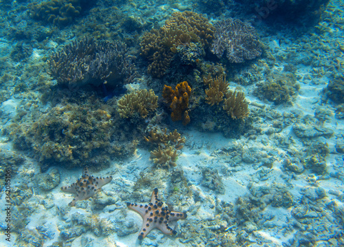 Underwater landscape with coral and starfish. Coral reef diversity undersea photo. Bright yellow coral formation