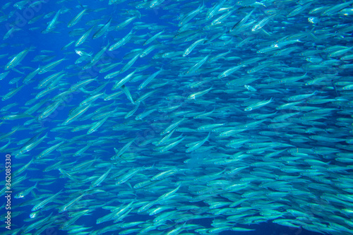 Small sardines colony in blue sea. Sea fish underwater photo. Pelagic fish colony carousel in seawater. Mackerel shoal