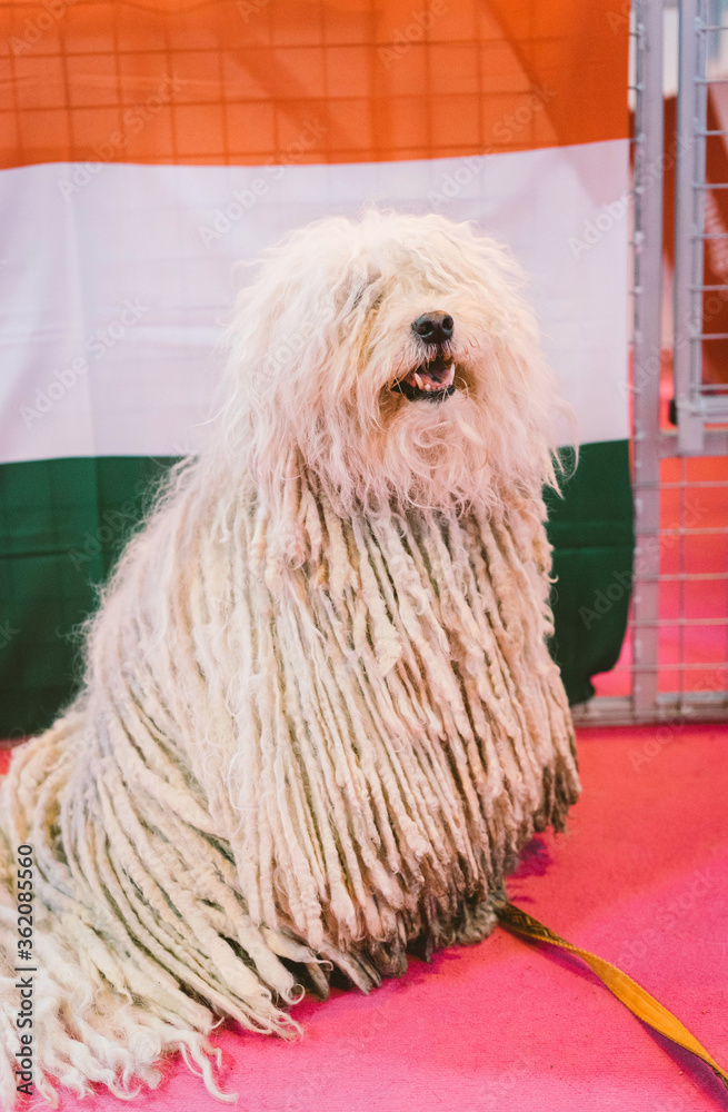 Komondor Dog at Dog Show
