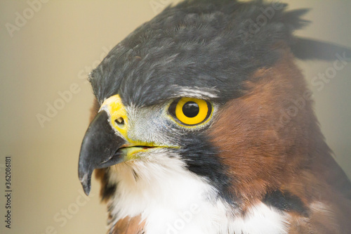 Ornate Eagle Hawk Eagle.  The ornate hawk-eagle is a bird of prey from the tropical Americas. Like all eagles, it is in the family Accipitridae.  photo