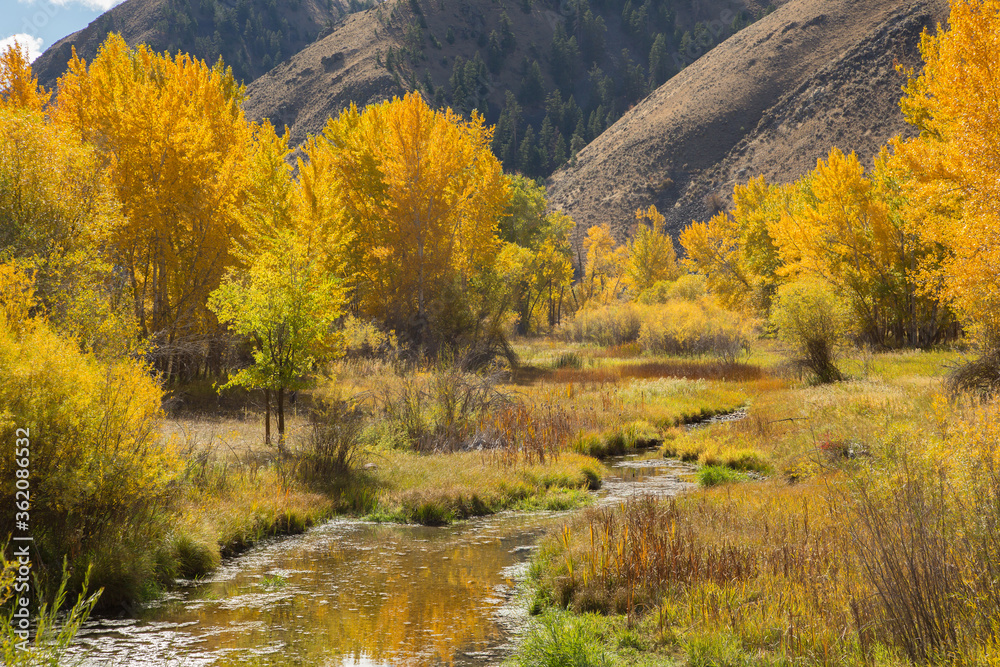 A back water of the Salmon River (River of No Return) during the fall season, north of Carmen, Idaho.
