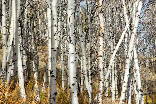 A grove of aspen trees along a trail a short distance from Red Fish Lake  Idaho