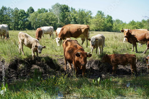 Cows graze and drink on the banks of the stream. Cattle-breeding. Europe Hungary.