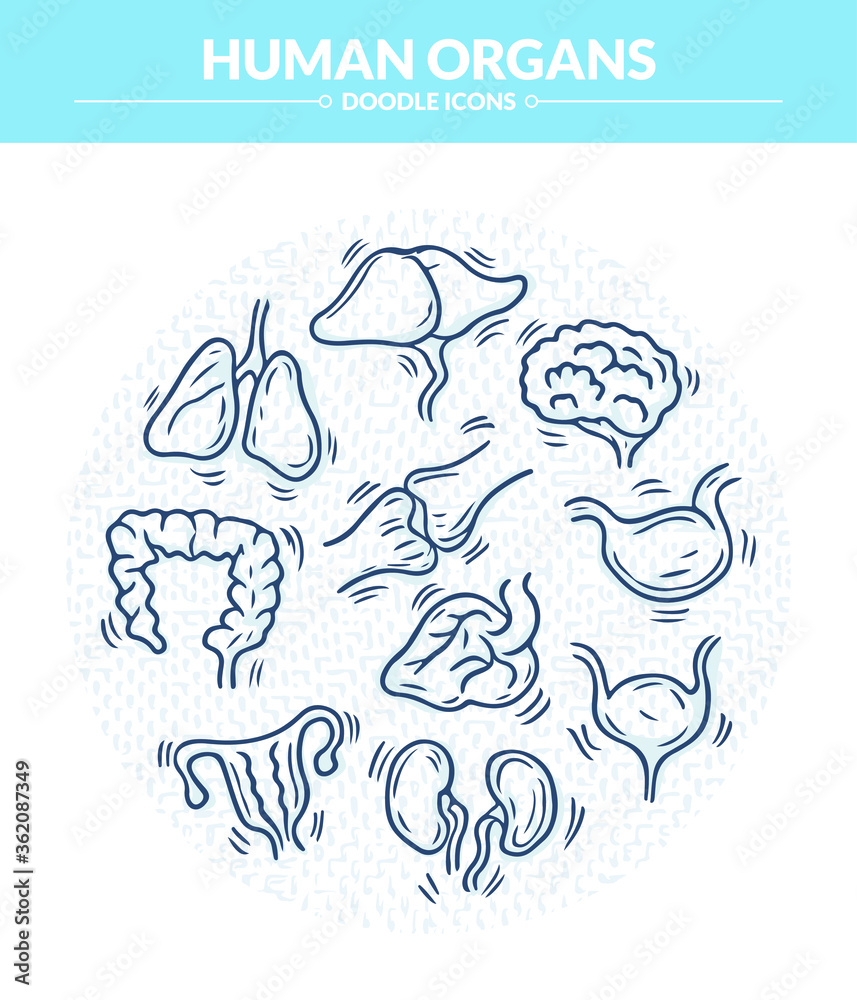 Human Organs Doodle Illustration and icon, Trendy and lovely hand drawn style isolated on white background 