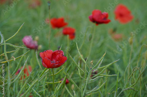 Red poppy flowers in a rapeseed plantation. Rapeseed crop before harvest. Soft focus blurred background. Europe Hungary