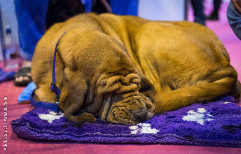 Bloodhound Dog at Crufts Dog Show