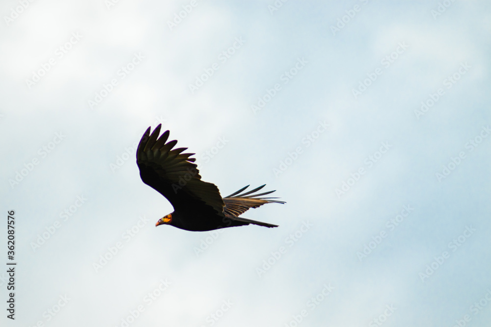 Obraz premium vulture in flight