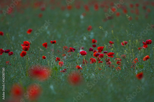 Red poppy flowers in a rapeseed plantation. Rapeseed crop before harvest. Soft focus blurred background. Europe Hungary
