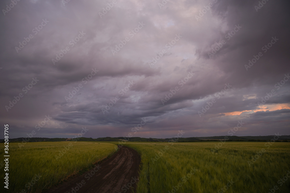 Wheat or barley field under storm cloud. At sunset, the clouds are orange, purple and navy blue. Beautiful landscape.