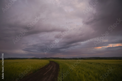 Wheat or barley field under storm cloud. At sunset  the clouds are orange  purple and navy blue. Beautiful landscape.