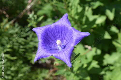 Obraz na plátně A purple pentagonal shaped flower
