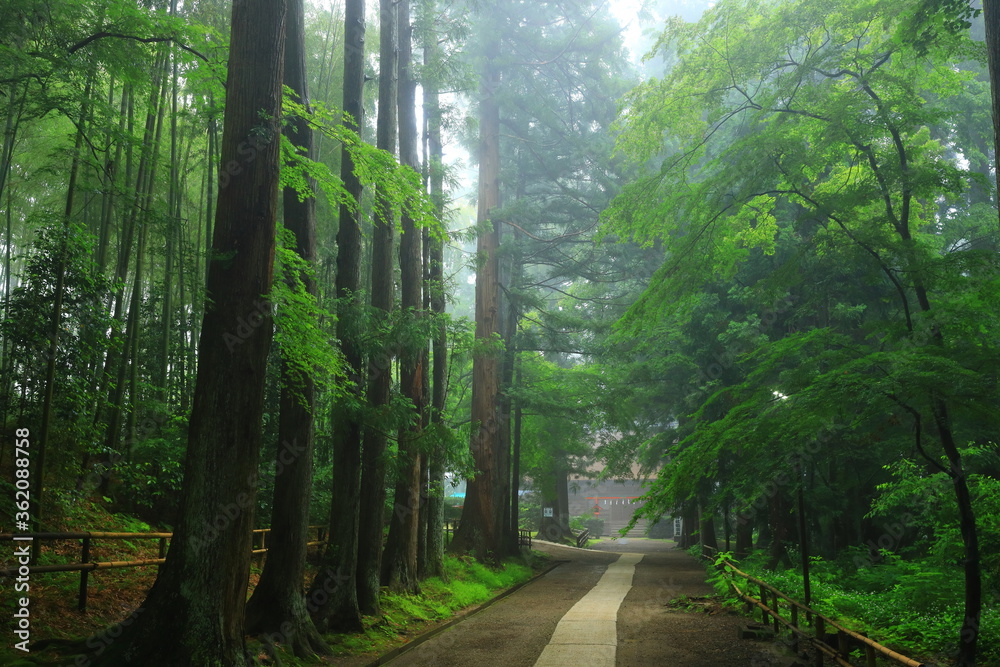 Obraz premium 世界遺産 新緑の中尊寺